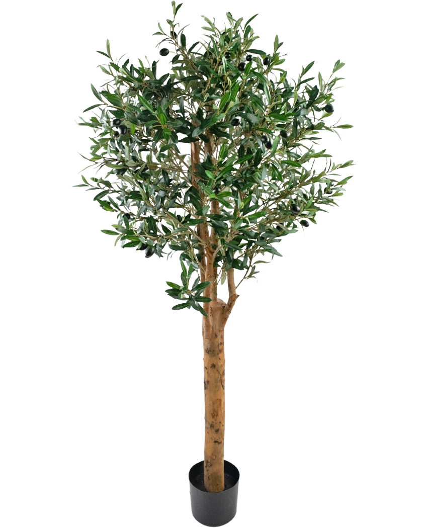Der künstliche Olivenbaum UV 155 cm ist eine künstliche Pflanze von Easyplants in einem Topf mit einem hohen braunen Stamm, dichten grünen Blättern und kleinen schwarzen Oliven, elegant vor einem schlichten weißen Hintergrund.