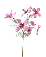Der künstliche Blumenkosmos 74 cm rosa hat einen einzelnen Stiel mit mehreren hellrosa Kosmosblüten und zarten grünen Blättern, die wunderschön vor einem weißen Hintergrund zur Geltung kommen.