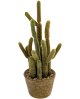 Der künstliche Kaktus Cereus 35 cm hat mehrere lange, flauschige grüne und braune Stängel, die in verschiedene Richtungen nach oben wachsen, in einem runden Topf mit Struktur und Dekosteinen.