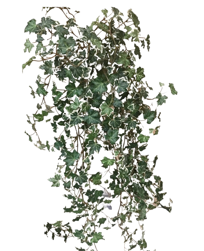 Der künstliche Efeu Deluxe Rich Green-White 90 cm hat üppige grüne und weiß gelappte Blätter an nachlaufenden Stielen, die sich wunderschön von einem schlichten weißen Hintergrund abheben.