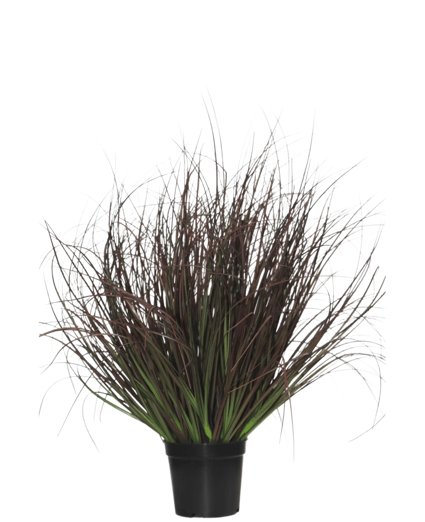 Der feuerhemmende Kunstrasen-Pflanzenrasen 50 cm wird in einem schwarzen Kunststofftopf geliefert, mit stacheligem Ziergras mit langen, dünnen, dunkelvioletten und grünen Blättern – perfekt für die Innendekoration – auf weißem Hintergrund.