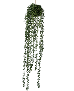 Die künstliche Hängepflanze Senecio Ball 71 cm hat lange, gewundene grüne Ranken, die oben aus einem runden Büschel hervorgehen und sich perfekt als Grün für einen schlichten weißen Hintergrund eignen.