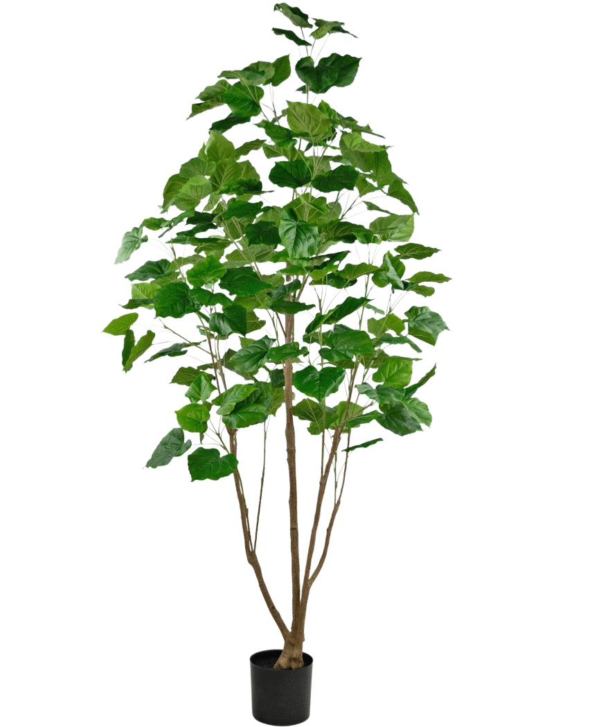 Die Kunstpflanze Ficus 210 cm ist eine hohe Zimmerpflanze in einem Topf mit mehreren schlanken braunen Stielen und üppigen großen grünen Blättern vor einem schlichten weißen Hintergrund.