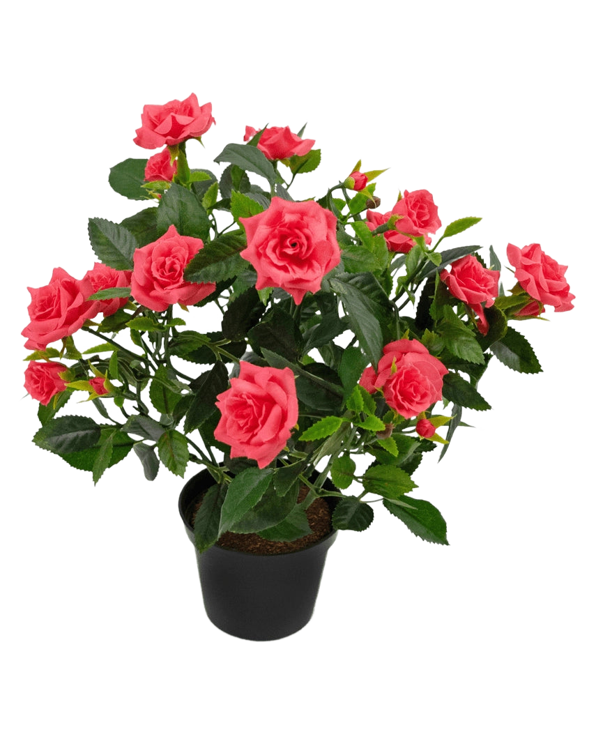 Die Kunstpflanze Mini Rose UV 35 cm hat einen schwarzen Topf, der mit einer üppigen künstlichen Rosenpflanze mit mehreren blühenden rosa Rosen und grünen Blättern vor einem weißen Hintergrund gefüllt ist.