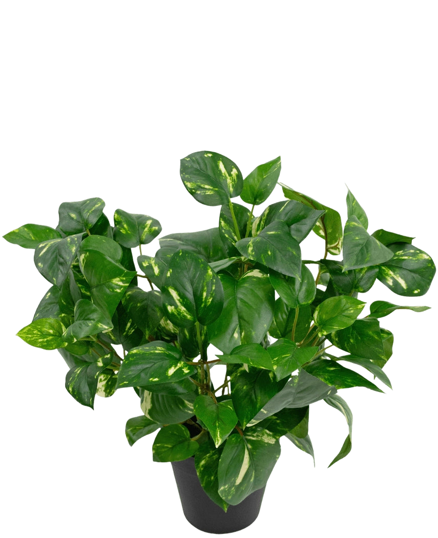 Die Kunstpflanze Golden Vine im Topf 40 cm hat üppige, herzförmige grüne Blätter mit gelben Farbtönen vor einem schlichten weißen Hintergrund.